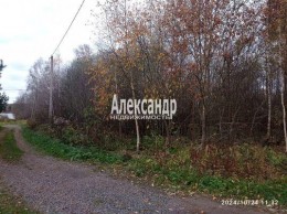 Ромашки п ДПК Жемчужина