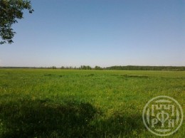 Старая, Колтушское