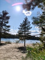 Ромашки, Полевая