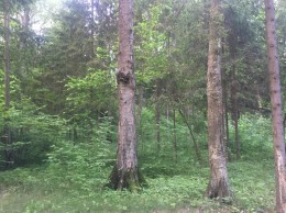 Кубинка