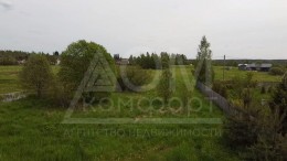 Ромашки