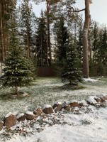 Репино, Приморское, 433