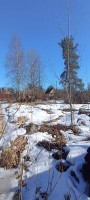 Массив Мшинская, ЛОС, к.НТ