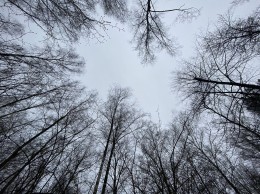 Орехово-Зуево, Минино