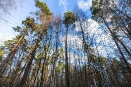 Красногорск, Архангельское