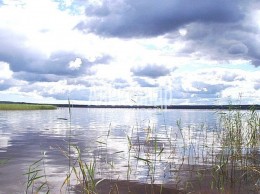 Ромашки