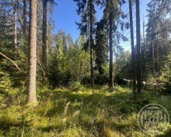 Сертолово, 1004