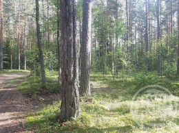 Новая Деревня