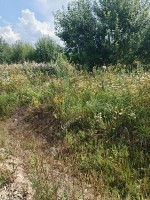 Гостилицы