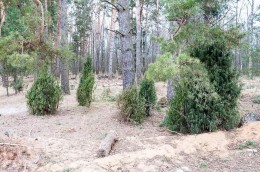 Ступино, Головлино, Киреевская