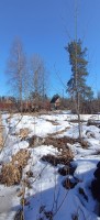 Массив Мшинская