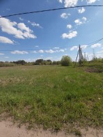 Ромашки