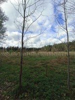 Лесогорский