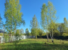 Дор, Клен-1, к.нт