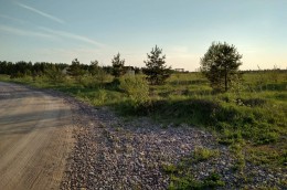 Стремление, Березовая