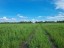Продажа земельного массива Ям-Ижора-Шушары