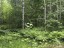 Продажа земельного участка Ольшаники