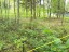 Продажа земельного участка Рощино, Лесная
