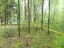Продажа земельного участка Рощино, Лесная