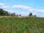Продажа земельного участка Мельниково, Речная