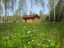 Продажа земельного участка Лопухинка
