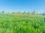 Продажа земельного участка Слапи
