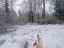 Продажа земельного участка Бурнево