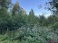 Продажа земельного участка Массив Моторное, Сосновый, к.нт