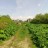 Продажа земельного участка Новый Свет, 32-й массив карта 8, 7 литер ул