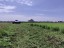 Продажа земельного участка Шатура, Дубровка