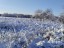 Продажа земельного участка Солнечное, Культуры