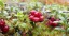 Продажа земельного участка Вырица