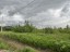 Продажа земельного участка Озерки массива Поркузи, к.нт.