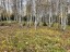 Продажа земельного участка Лисавино