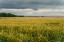 Продажа земельного участка Московское