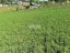 Продажа земельного участка Кривко, Урожайная