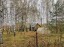 Продажа земельного участка Кашира, Зубово, Южное, к.нт