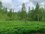 Продажа земельного участка Путилово