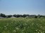 Продажа земельного участка Хязельки
