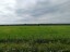 Продажа земельного массива Барышево