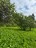Продажа земельного участка Красное Село, к.ело