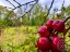 Продажа земельного участка Заклинье (Заклинское с/п), Боровая, 24
