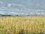 Продажа земельного массива Ильино