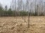 Продажа земельного участка Бор