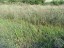 Продажа земельного массива Петергоф, Гостилицкое