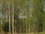 Продажа земельного участка Понтонный, Колпинская, уч. 20