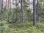 Продажа земельного массива Вещево поселок при железнодорожной стан