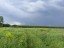 Продажа земельного участка Степановское