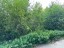 Продажа земельного участка Массив Моторное, Сосновый, к.нт