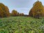 Продажа земельного участка Гомонтово